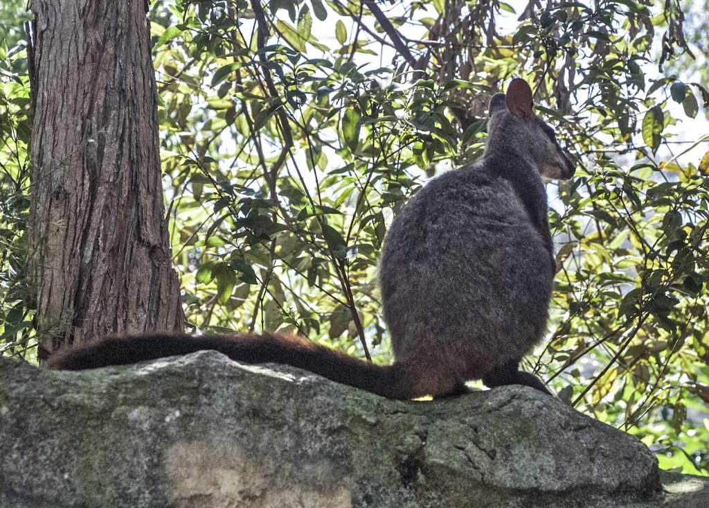Brush-Tailed Wallaby